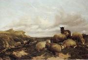 Sheep 159